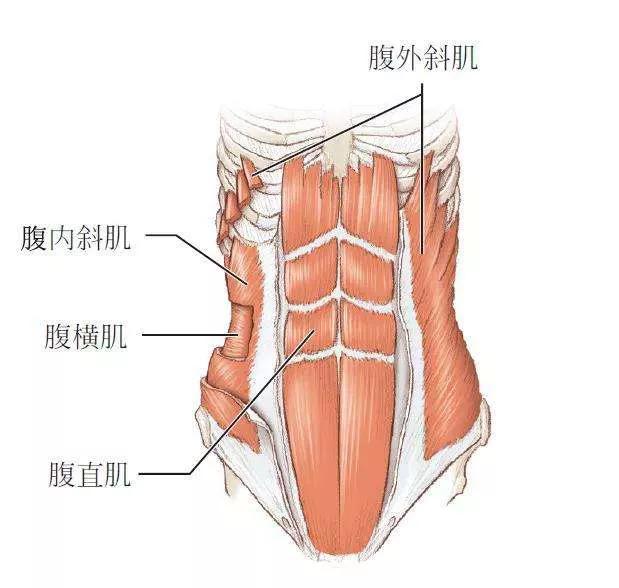 八块腹肌怎么练出来，教你正确练出八块腹肌的方法-梦路生活号