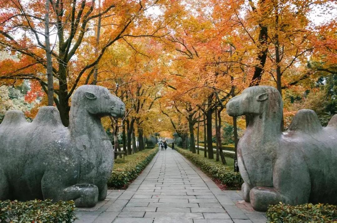 南京十大网红打卡地（南京旅游必去十大景点推荐）-梦路生活号