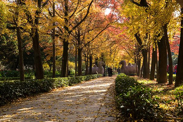 南京十大网红打卡地（南京旅游必去十大景点推荐）-梦路生活号