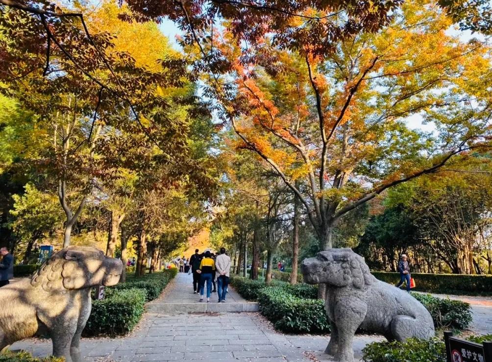 南京十大网红打卡地（南京旅游必去十大景点推荐）-梦路生活号