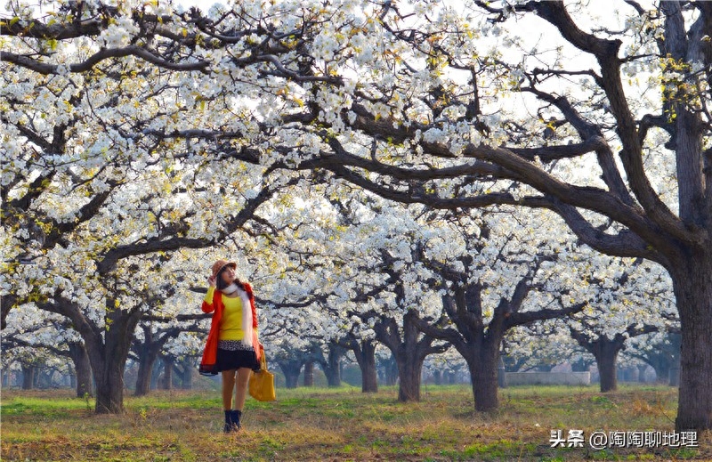 砀山县地理位置介绍（安徽砀山县属于哪个市管）-梦路生活号