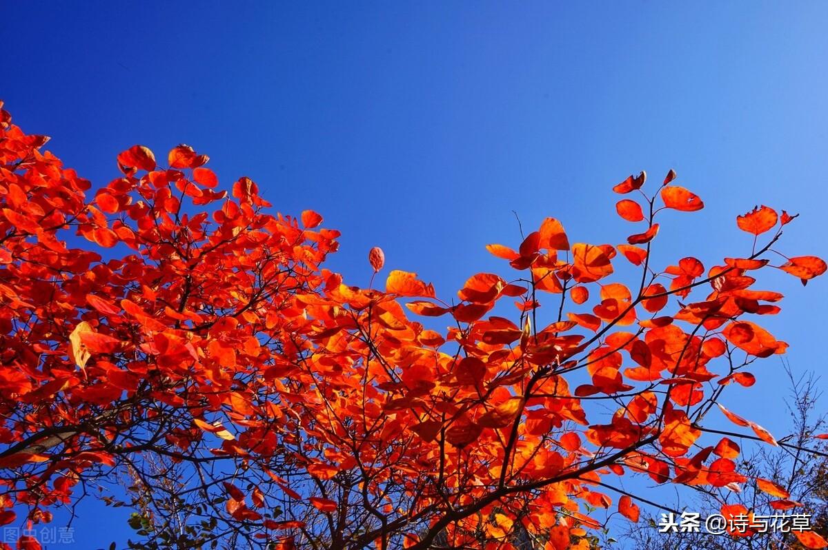 霜叶红于二月花是什么树叶，红于二月花的红叶到底叫个啥-梦路生活号