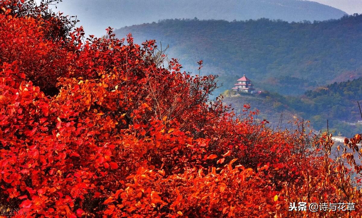 霜叶红于二月花是什么树叶，红于二月花的红叶到底叫个啥-梦路生活号