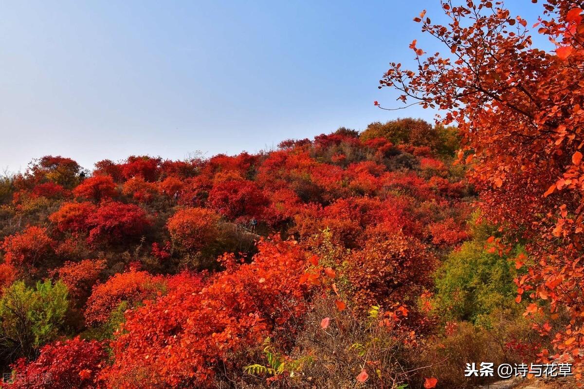 霜叶红于二月花是什么树叶，红于二月花的红叶到底叫个啥-梦路生活号