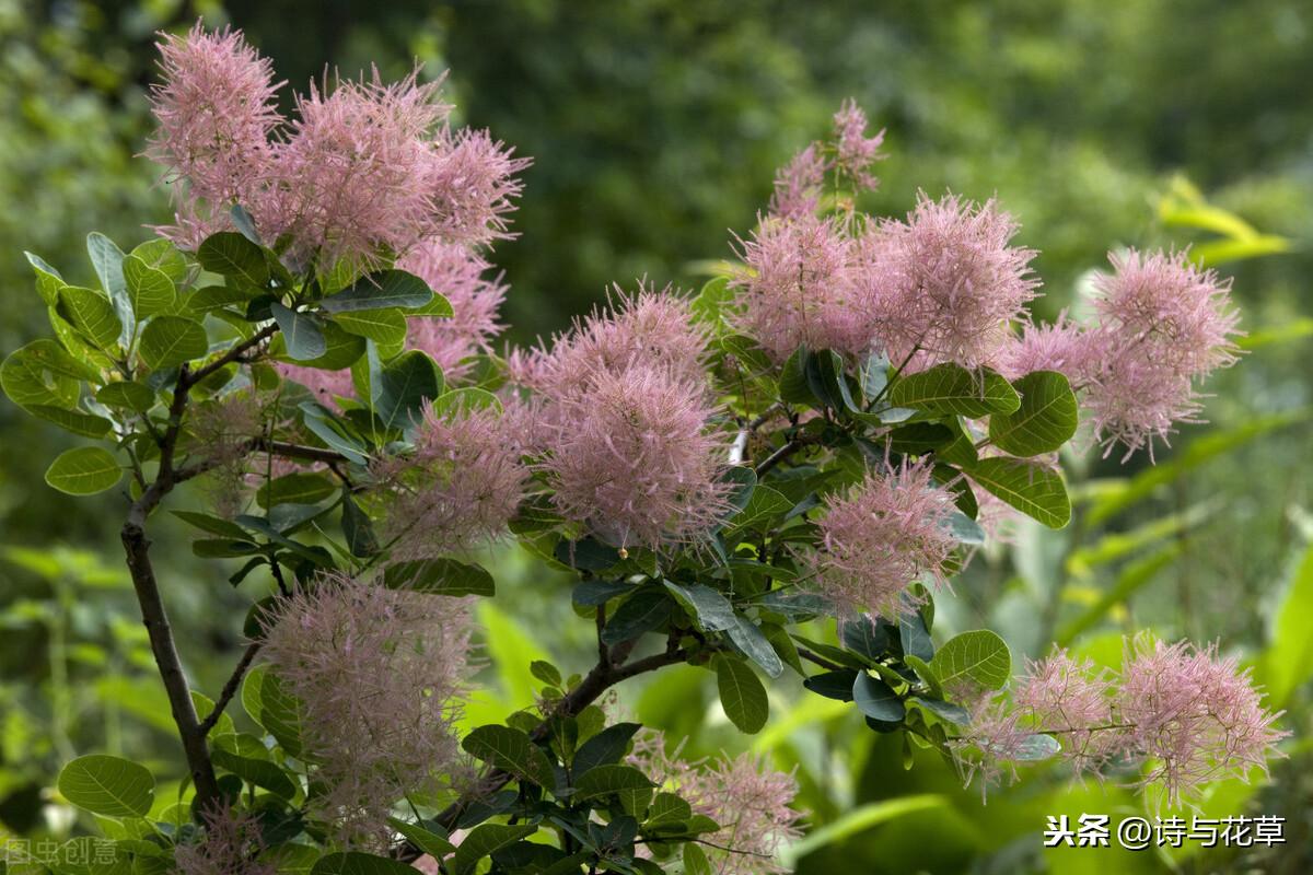 霜叶红于二月花是什么树叶，红于二月花的红叶到底叫个啥-梦路生活号