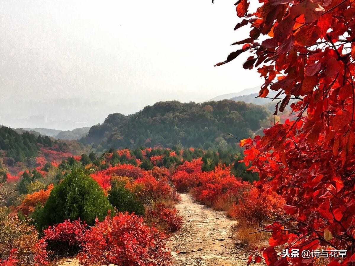 霜叶红于二月花是什么树叶，红于二月花的红叶到底叫个啥-梦路生活号