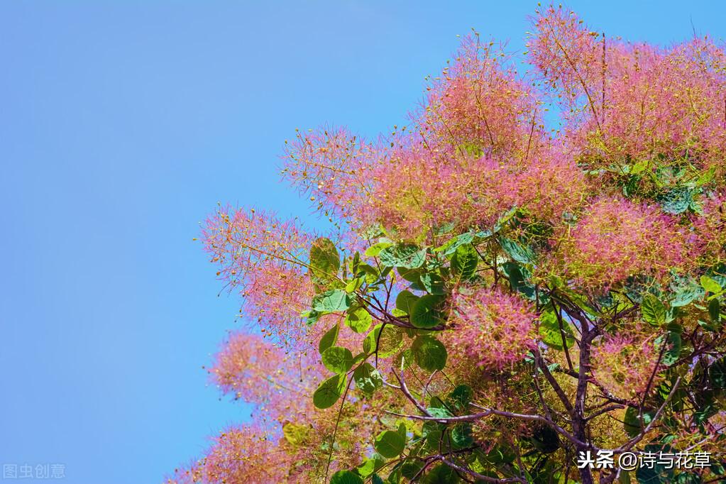 霜叶红于二月花是什么树叶，红于二月花的红叶到底叫个啥-梦路生活号