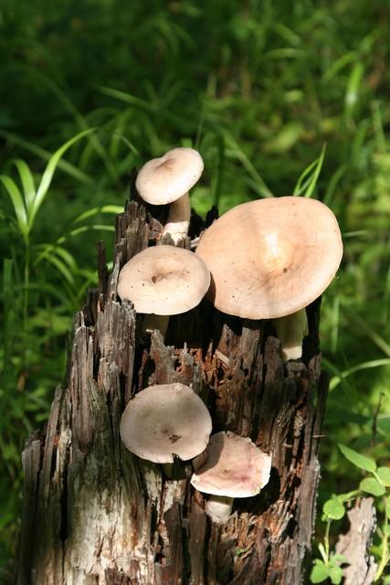 蘑菇的种类有哪些，常见的食用蘑菇介绍-梦路生活号