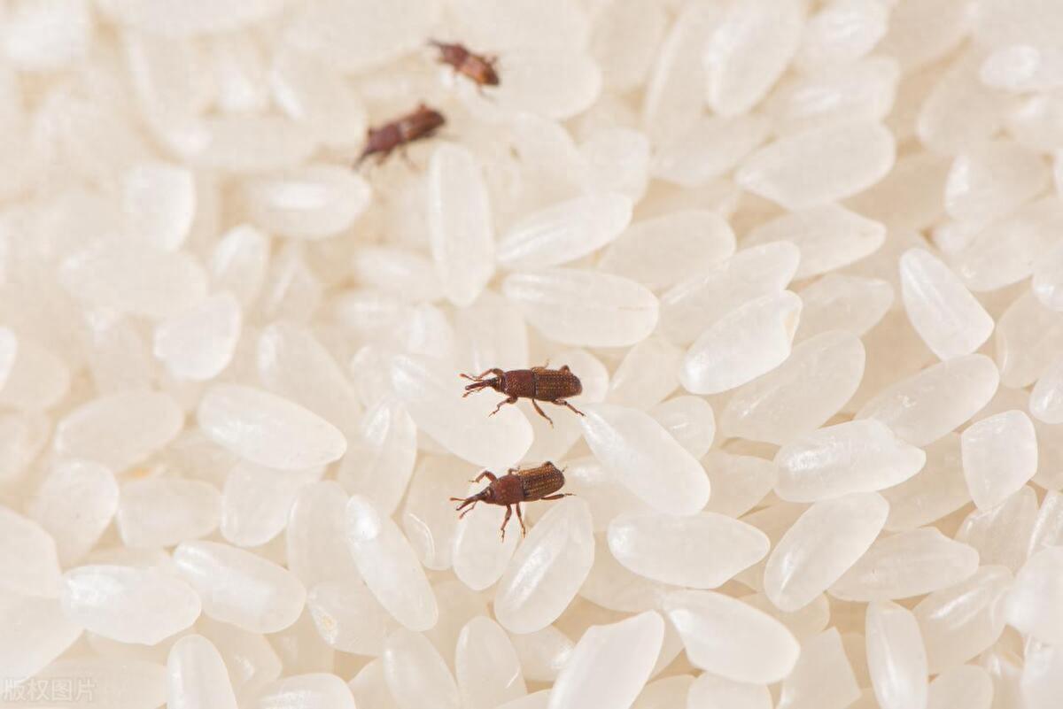 大米生虫子怎么办，怎样预防大米生虫子？-梦路生活号